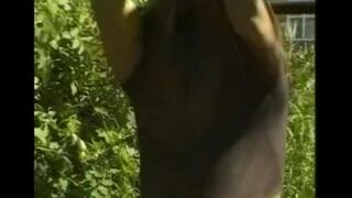 A guy caresses his big cock in the hayloft, mimicking intense scenes